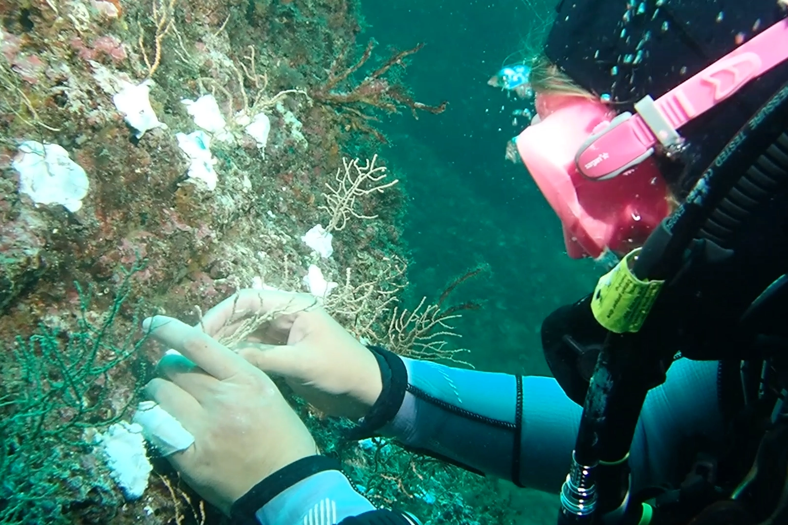 Marmara&rsquo;da mercan seferberliği! Hasarlı resifler yeniden canlanacak