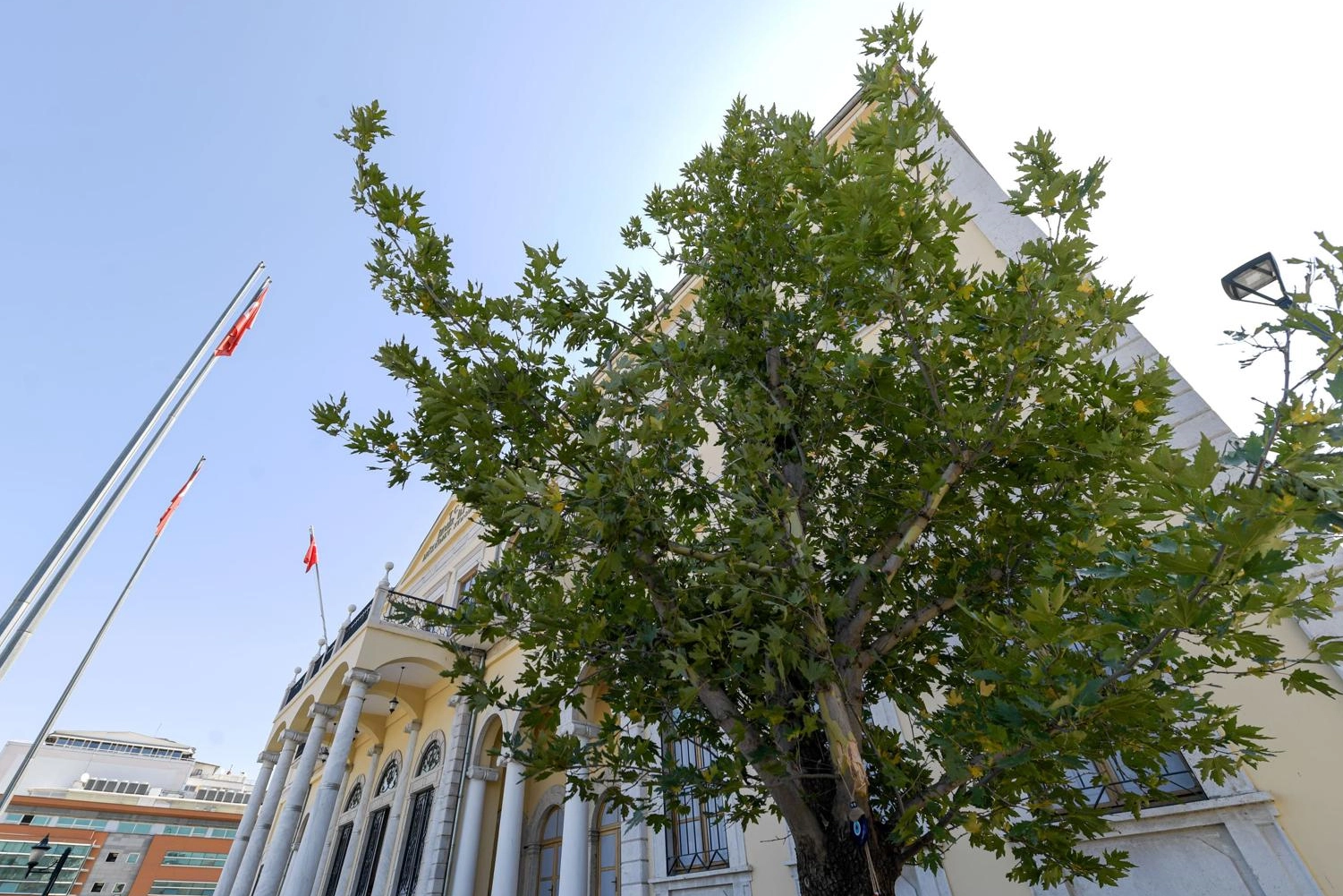 İzmir'in yeni sembolü olacak... Konak’a 'Doğu Çınarı' dikildi