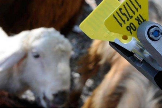 Hayvan sahiplerine aşı ve k&uuml;pe &uuml;cretlerinde &ouml;nemli ayar