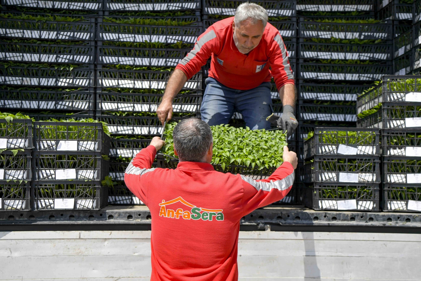 Ankara B&uuml;y&uuml;kşehir&rsquo;den &ccedil;ift&ccedil;ilere 624 bin fide desteği